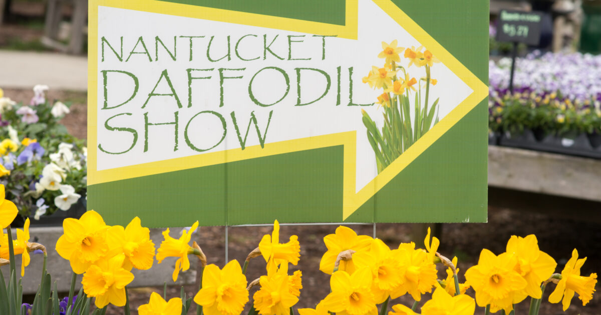 Nantucket Current 2023 Nantucket Garden Club Daffodil Flower Show…