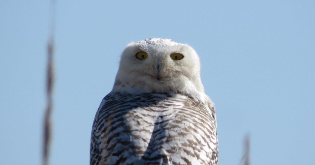 Nantucket Current | Current Nature: Snowy Owl Season Returns