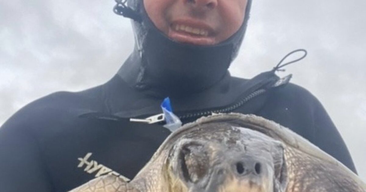 Nantucket Current Nantucket Kite Boarder Rescues Rare Kemp's Ridley…