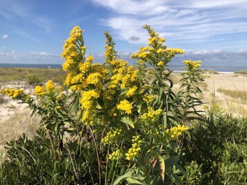 2 Goldenrod