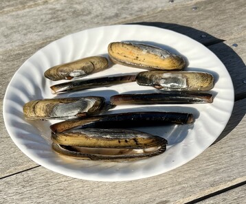 3 Razor Clams