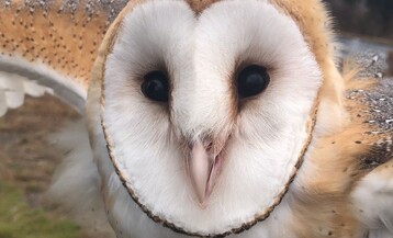 Barn Owl Rescue 2023 lbuck