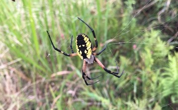 Yellow garden spider