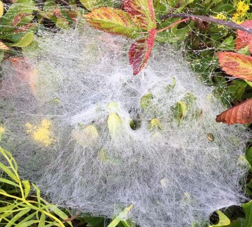 4 Funnel Spider Web Peter Brace