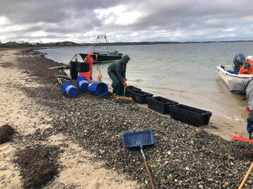 Scallop stranding