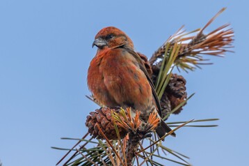 Red Crossbill Male Nantucket CBC2022 Toby Sackton