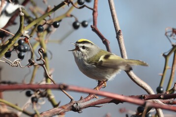 Golden Crowned Kinglet Nantucket CBC2022by Toby Sackton