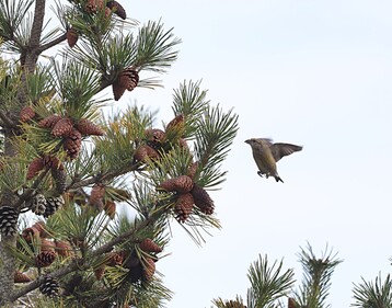 Crossbills21 1 23