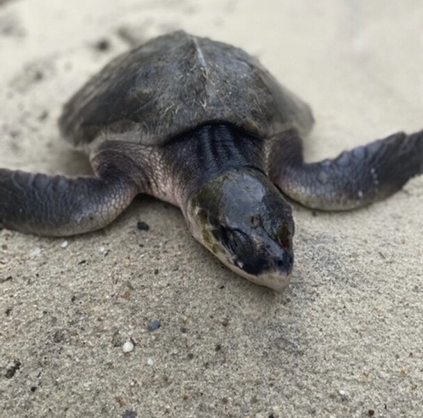 Nantucket Current | Nantucket Kite Boarder Rescues Rare Kemp's Ridley…