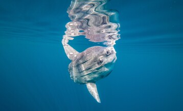 Shutterstock 1393169585