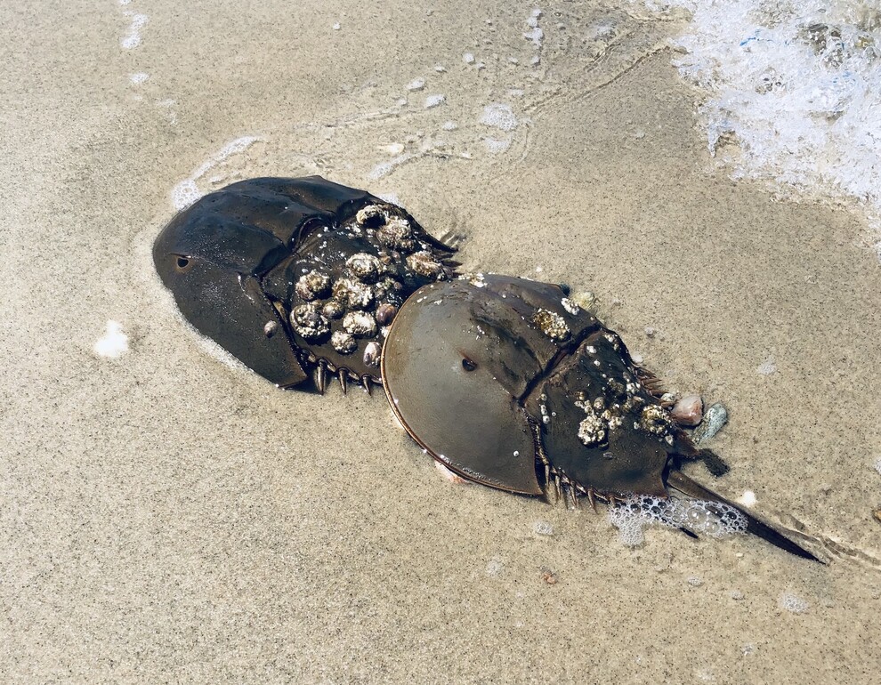 Nantucket Current Current Nature Spawning Season