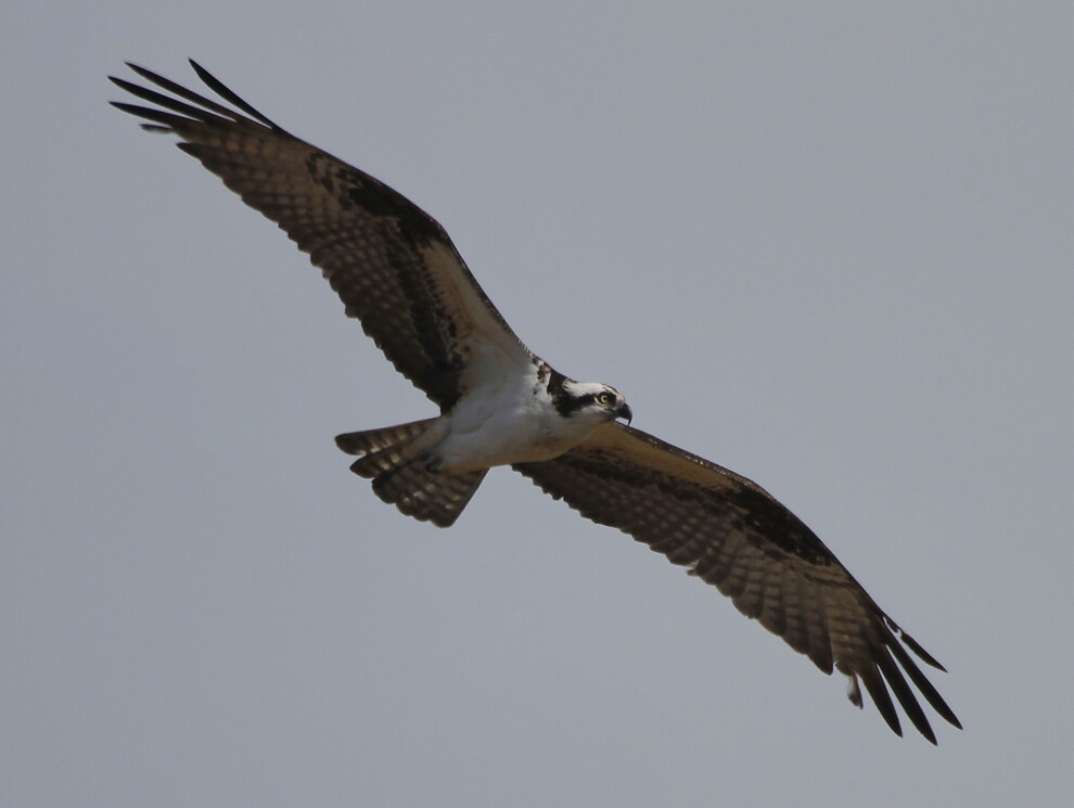 Nantucket Current Current Nature Return Of The Osprey