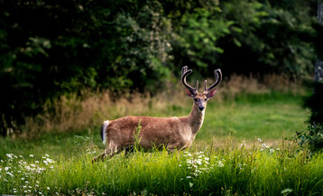 TWIR 07172022 Deer Straights