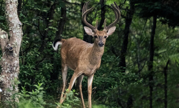 TWIR 08142022 Dont Go Deer