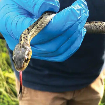 Garter Snake 1