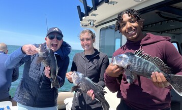 Black Seabass