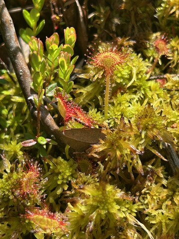 CN Sundew Photo2