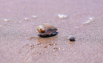 Mole crab via shutterstock