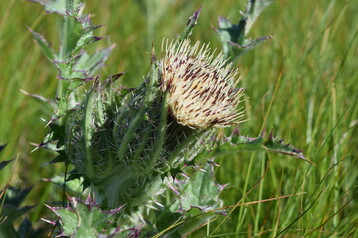 1 Yellow Thistle