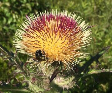 2 Bee Pollinating Thistle
