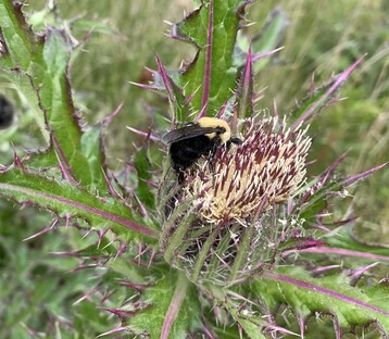 3 Thistle with Bee