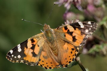 4 Painted Lady Butterfly Creative Commons Attribution Share Alike 2 5 Generic Author Shelley Abbott