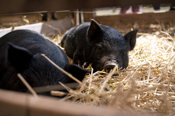 Nantucket Island Fair 3