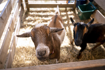 Nantucket Island Fair 4