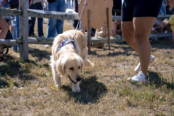 Nantucket Island Fair 6