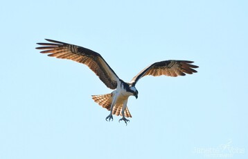 Osprey taking flight by Janette Vohs