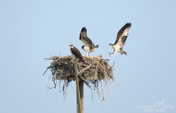 One adult Osprey keeping watch while two Juveniles do their wing exercises at Jackson Point by Janette Vohs