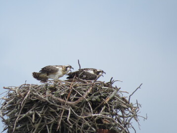 Two juvenile Ospreys begging for food by Libby Buck
