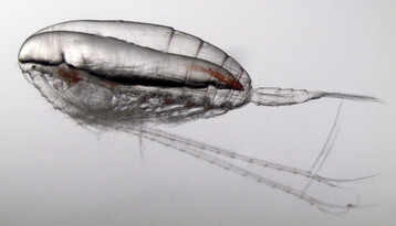 Calanus