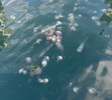 Image4 3