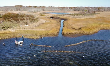 Oyster reef 1
