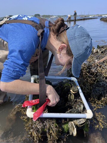 Oyster reef 2