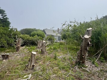 Tautemo Way Tree Cutting