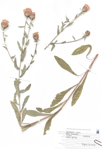 Photo 1 brown knapweed