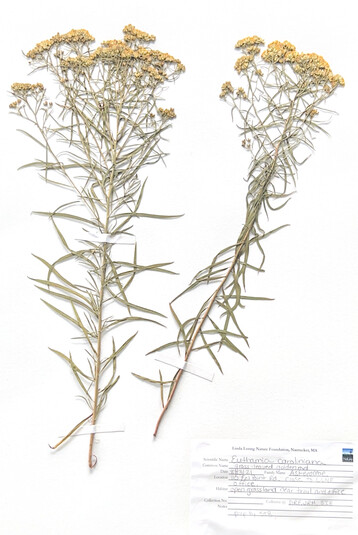 Photo 3 grass leaved goldenrod