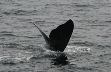 Lasagna 3550 NEA CWI D300 S 142