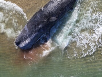 Dji fly 20251119 115800 0067 1763482865191 photo