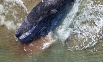 Dji fly 20251119 115800 0067 1763482865191 photo