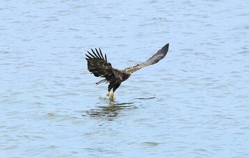 Immature Bald Eagle seen at Sesachacha Pond by Janette Vohs 1
