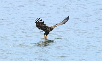 Immature Bald Eagle seen at Sesachacha Pond by Janette Vohs 1