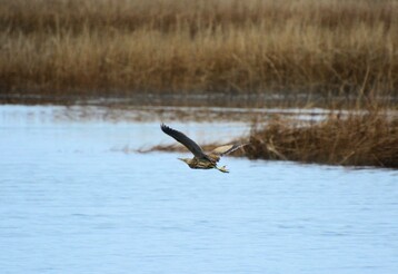 American Bittern at Folgers Marsh by Janette Vohs 1