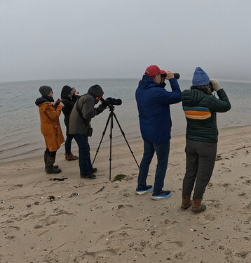 Quidnet Team finding a willet in the fog by Charlie Jordan 1