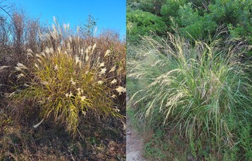 Invasive on left native switchgrass on right