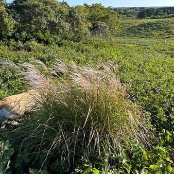 Miscanthus in middle moors