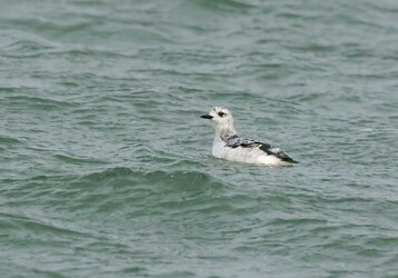 A rare sighting of Black Guillemot by Jeremiah Trimble Large 2