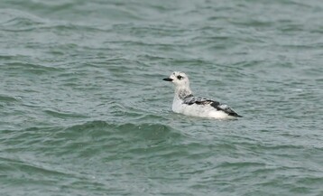 A rare sighting of Black Guillemot by Jeremiah Trimble Large 2